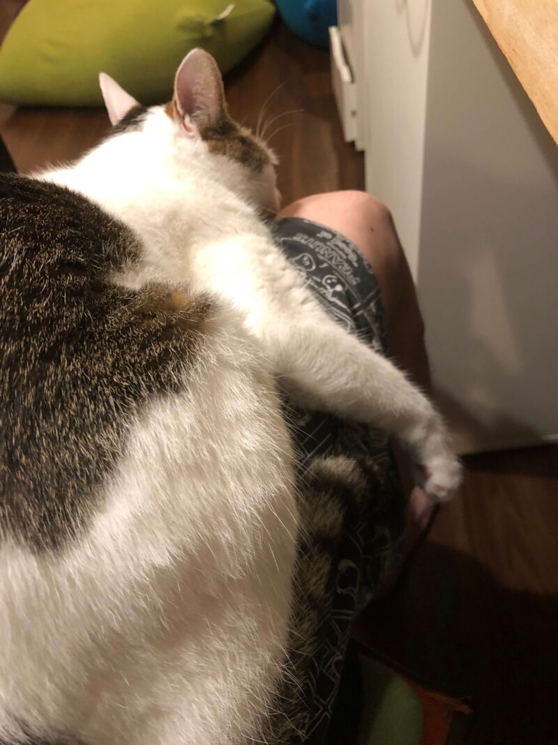 ひざの上で座る猫