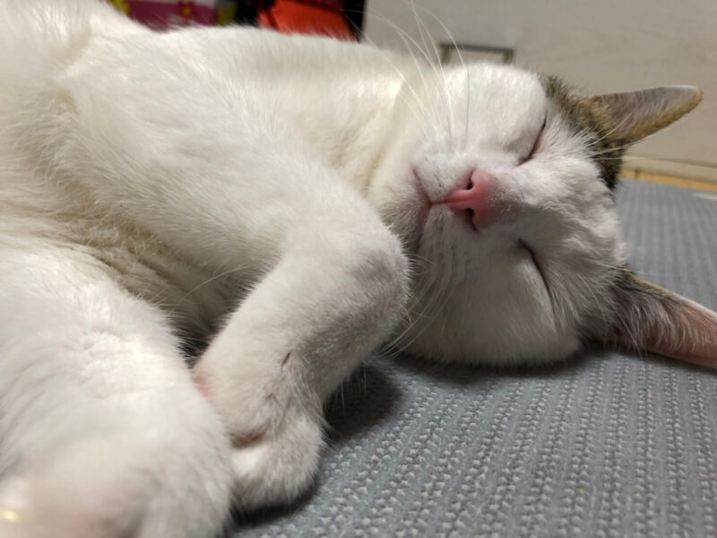 猫の寝顔