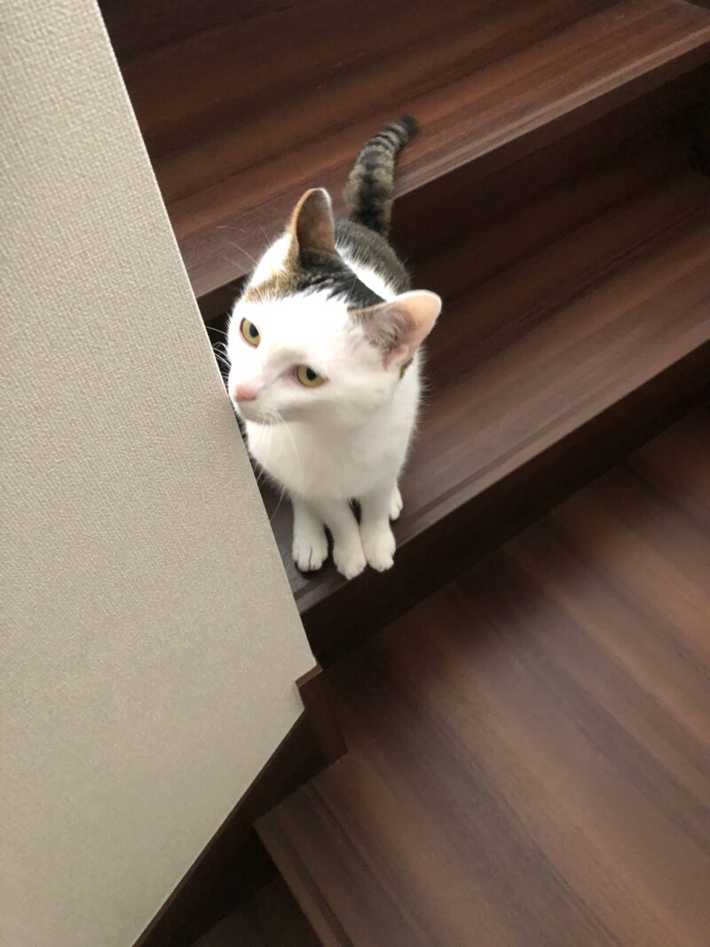 猫が階段でスリスリ